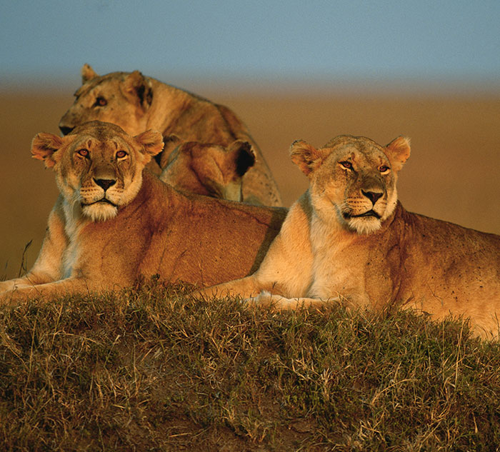 Lions lounging on grass in the savannah during golden hour, a fascinating wildlife scene to learn from.