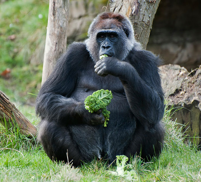 Gorilla sitting on grass, munching on leafy greens, in a natural habitat.
