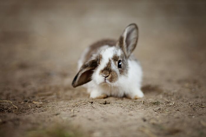 Adorable rabbit on ground, an unexpected cat gift surprise.