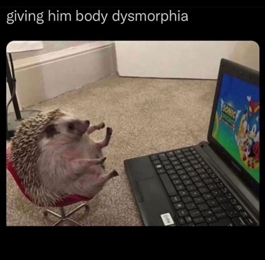 Hilarious meme of a hedgehog sitting on a chair, watching Sonic on a laptop.