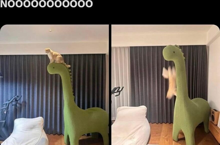 Cat on dinosaur plush falls off, captured in two funny frames.