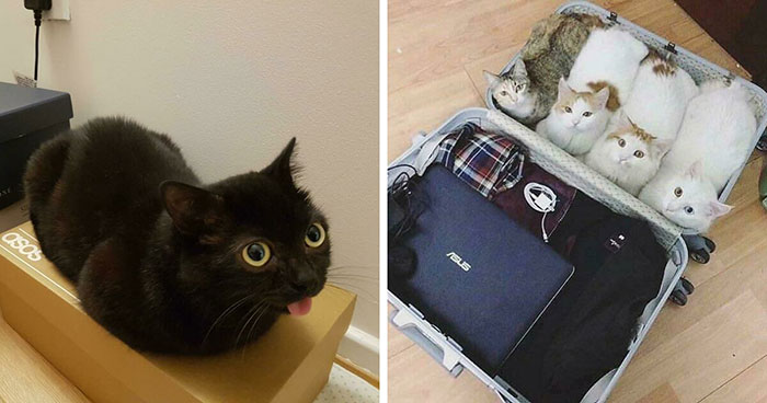 Online Community Is Dedicated To Sharing ‘Catloaf’ Pics, Here Are 30 Of The Cutest