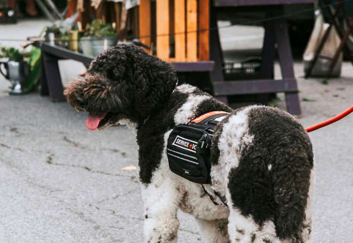 Service dog standing on a street with a red leash and a black vest, aiding in social anxiety support.