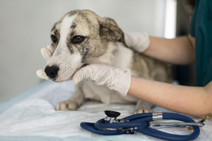 Vet examining a dog's head on clinic table, stethoscope nearby. Service dog injured impacts social anxiety support.