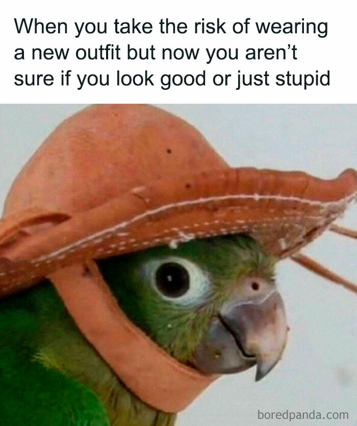 Parrot wearing a hat with a humorous caption about outfit uncertainty, from the Diary Introverts meme account.