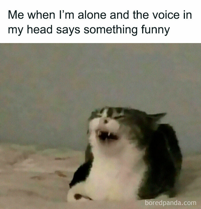 A cat laughing alone, highlighting humor from Diary Introverts meme account.