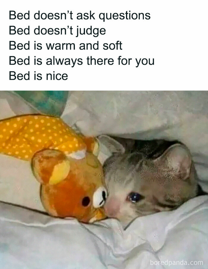 Cozy cat hugging teddy bear, illustrating introvert humor meme.