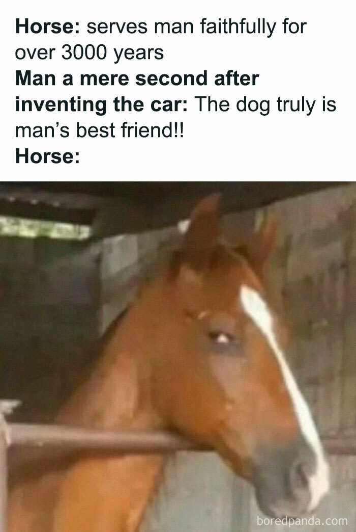 Horse looking skeptical in a stable, with humorous text about being replaced by cars, from "Diary Introverts" memes.
