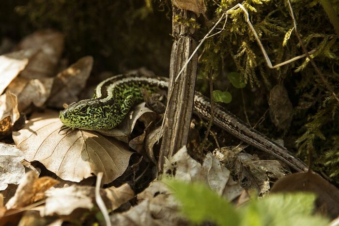 A green lizard camouflaged on dry leaves, resembling unexpected cat gifts in nature.