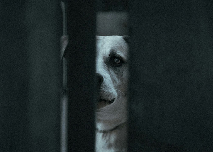 A dog's face partially seen through a dark gap, evoking a sense of needing to leave immediately.
