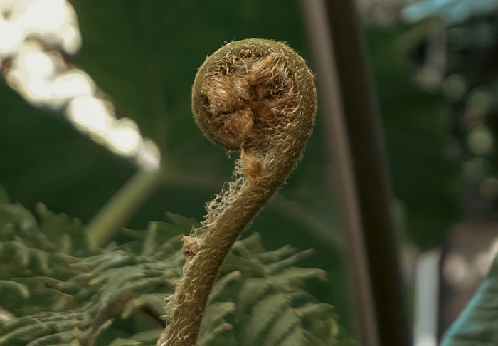 Close-up of a curled fern frond, representing the theme of connecting disturbing facts in nature.