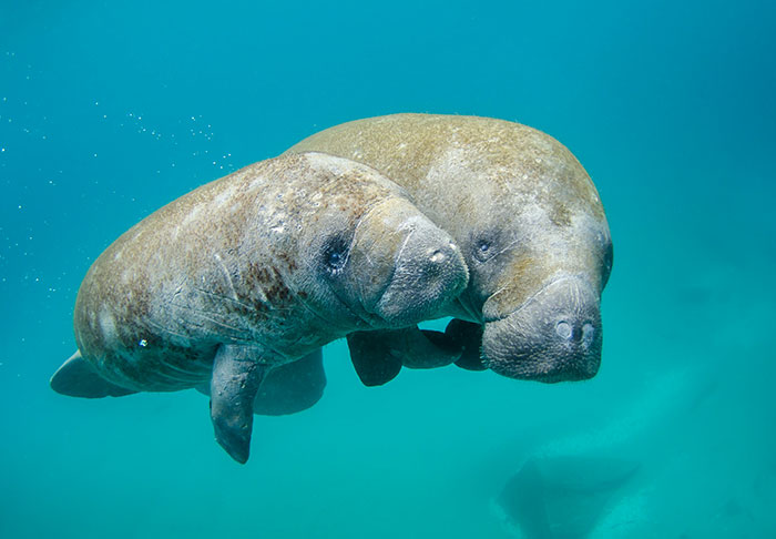 Two manatees swimming together underwater in clear blue water.