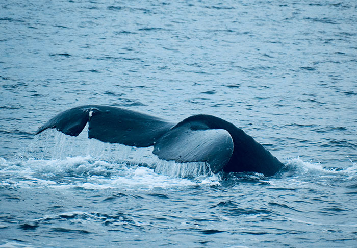 Whale tail emerging from the ocean, highlighting a disturbing fact about marine wildlife.