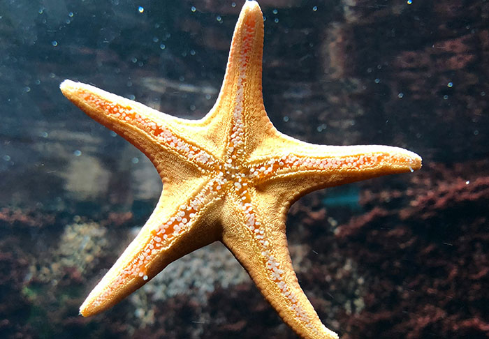 Starfish underwater against a dark background, illustrating disturbing facts about marine life.