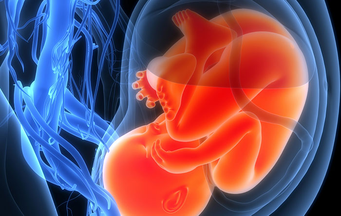 Illustration of a fetus in the womb, highlighting disturbing and complex human development facts.