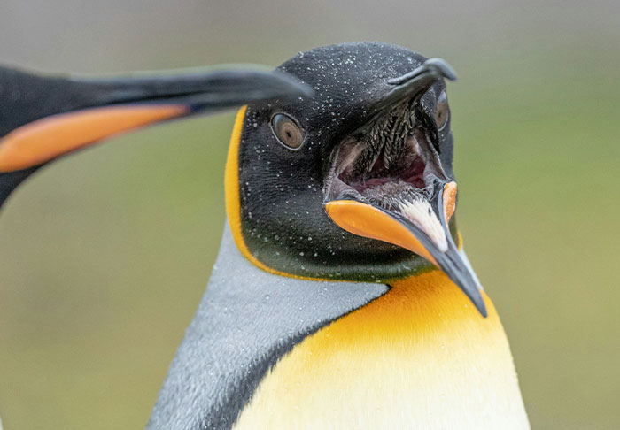 Close-up of a king penguin with its beak open, showcasing vibrant yellow-orange markings.