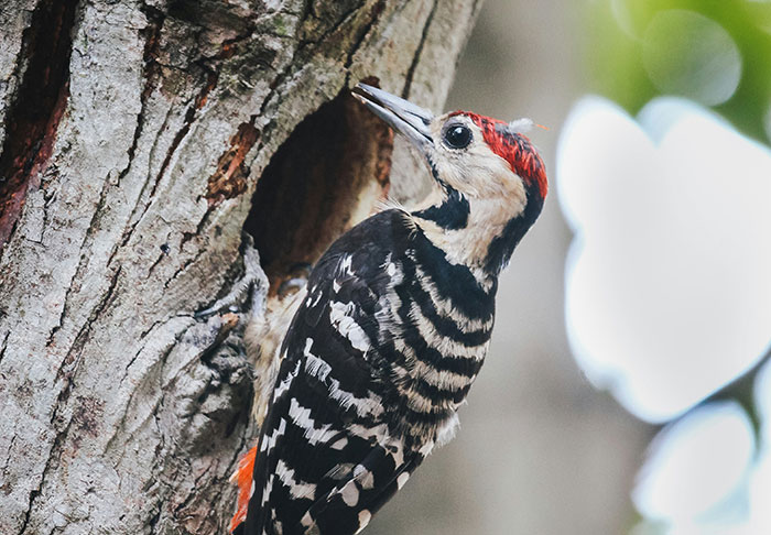 Woodpecker on a tree with a red crown, illustrating nature facts people find disturbing.