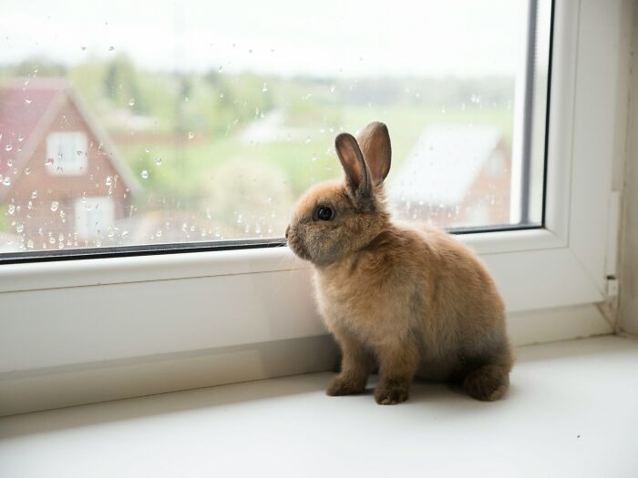 A small brown rabbit gazes out a rainy window, seemingly deep in thought, evoking a sense of quiet judgment.
