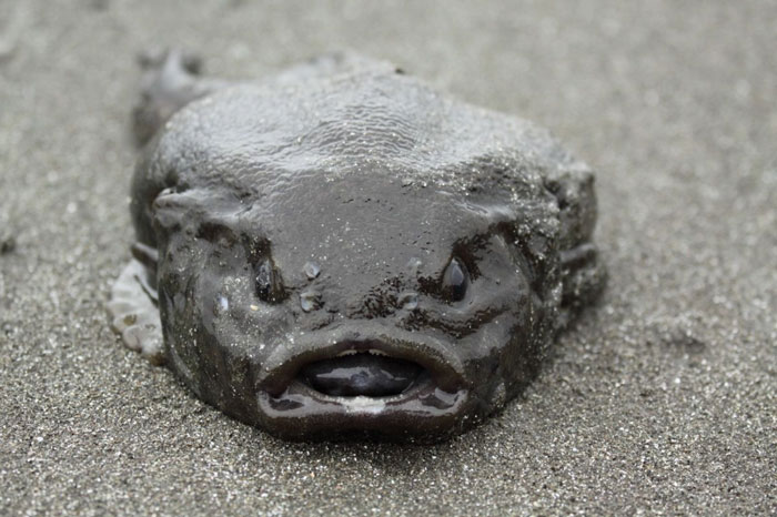 Deep-sea fisherman discovers unusual "alien" fish on sandy surface.