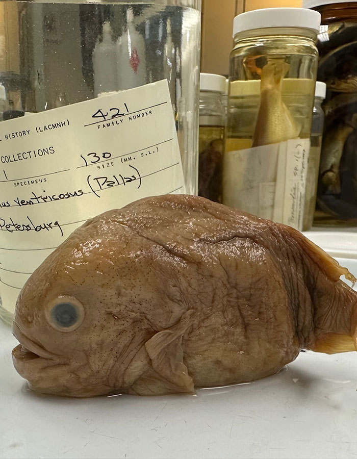 Deep-sea "alien" fish specimen on display in a laboratory setting, surrounded by jars.
