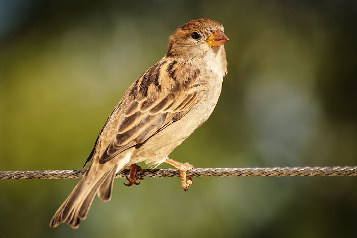 A sparrow perched on a wire, symbolizing unexpected-cat-gifts of nature with a blurred green background.