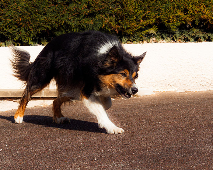 Perro caminando cauteloso sobre el pavimento en exterior, representando personas que siguen vivas por decisiones espontáneas.