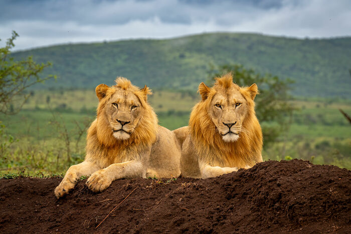 Two lions resting on a dirt mound, showcasing nature’s raw beauty against a lush, hilly landscape.