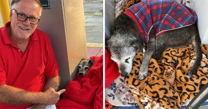 This Elderly Stray Dog Found A Safe Haven At A Gas Station Now The Whole Town Protects Him