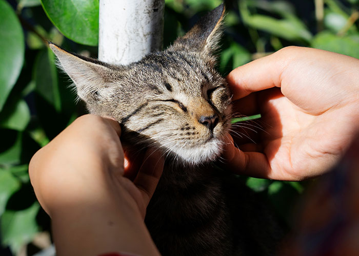 Person petting a content cat outdoors, highlighting unique interactions.
