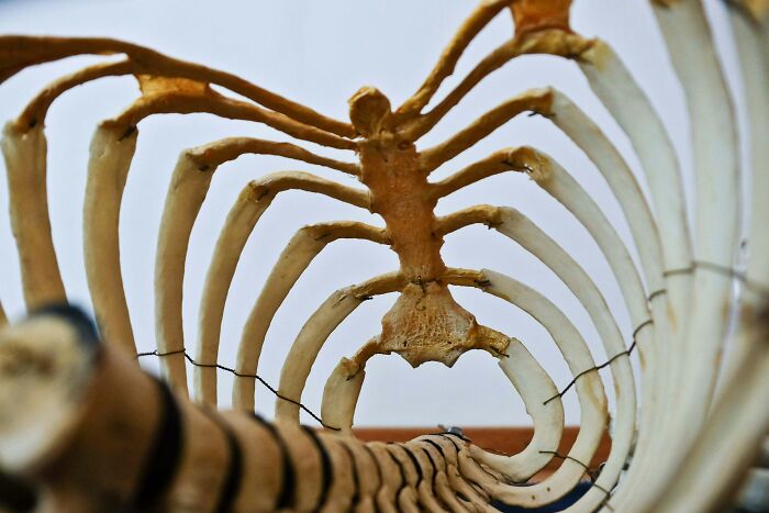 Skeleton ribs viewed from below, showcasing historical misconceptions in education.