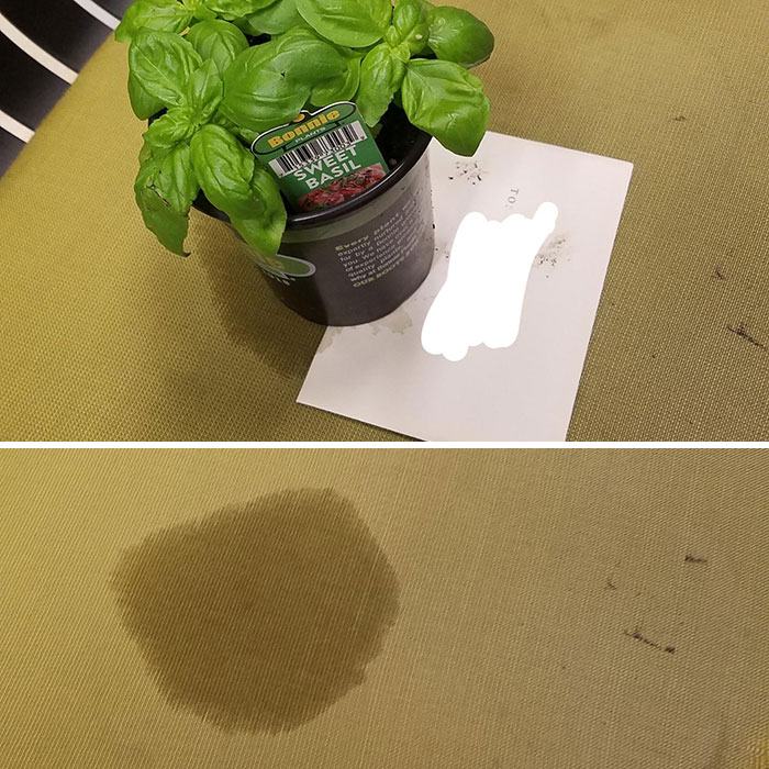 Potted basil plant on table, leaving a water stain, related to worst colleagues scenario.