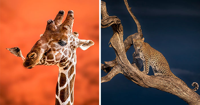 40 Unforgettable Wildlife Photos That Stood Out At The One Eyeland Photography Awards