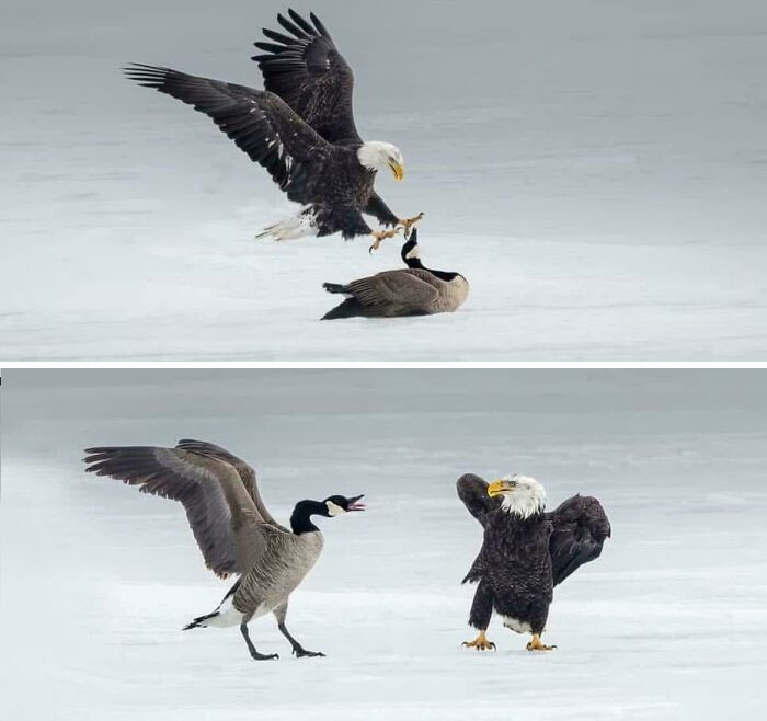 Eagle and goose in an icy standoff, showcasing an attempt at dominance in nature without a follow-through.