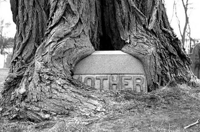 Tree trunk enveloping a gravestone over time, with the word "Mother" partially visible.