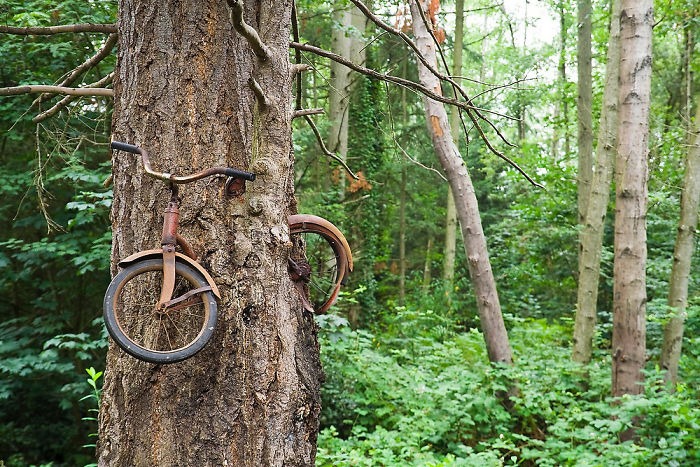 Bicycle embedded in tree, showing transformation by time in a lush forest setting.