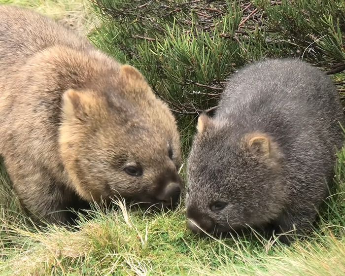 Mother and baby wombat grazing on grass in their natural habitat. Mother and baby wombat grazing on grass in their natural habitat.