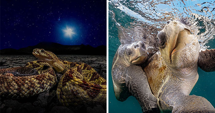 30 Unforgettable Wildlife Moments Captured By This Photographer