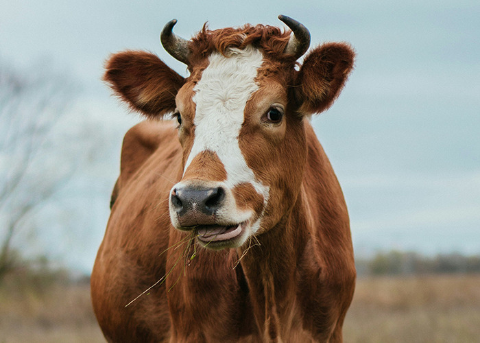 A curious brown cow standing in a field, showcasing unusual and unsettling facts about nature.