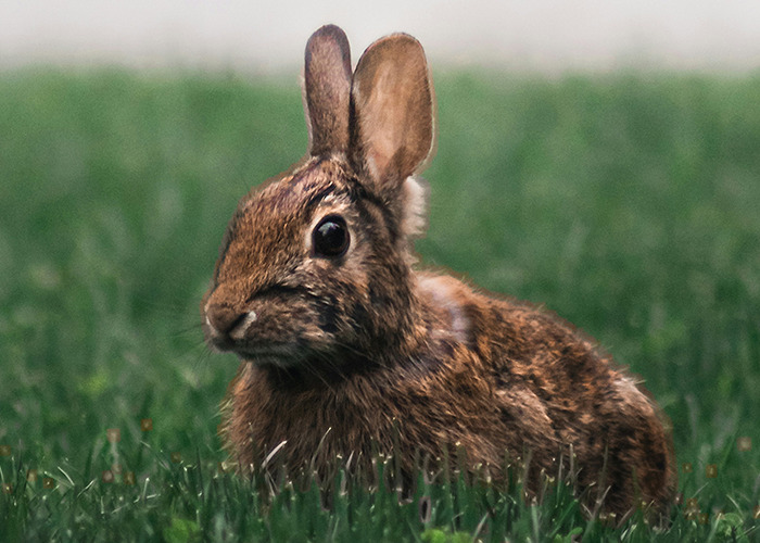 A rabbit in grass, representing unusual facts shared by an influencer.