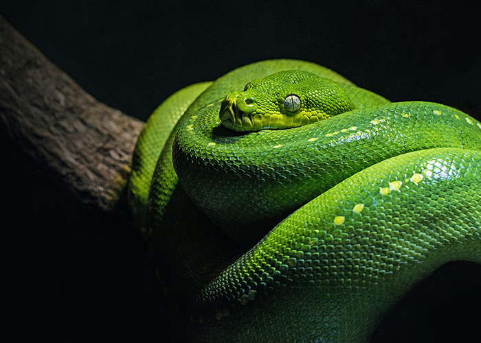 Green snake coiled on a branch, illustrating unusual and unsettling facts shared by an influencer.