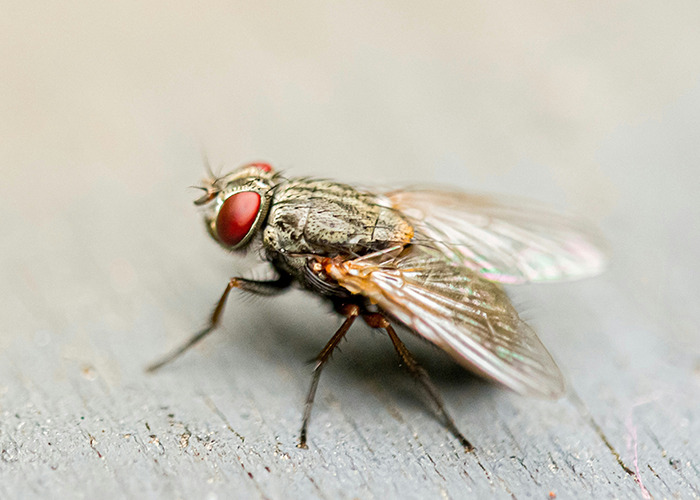 Close-up of a fly on a surface, illustrating unusual and unsettling facts shared by an influencer.