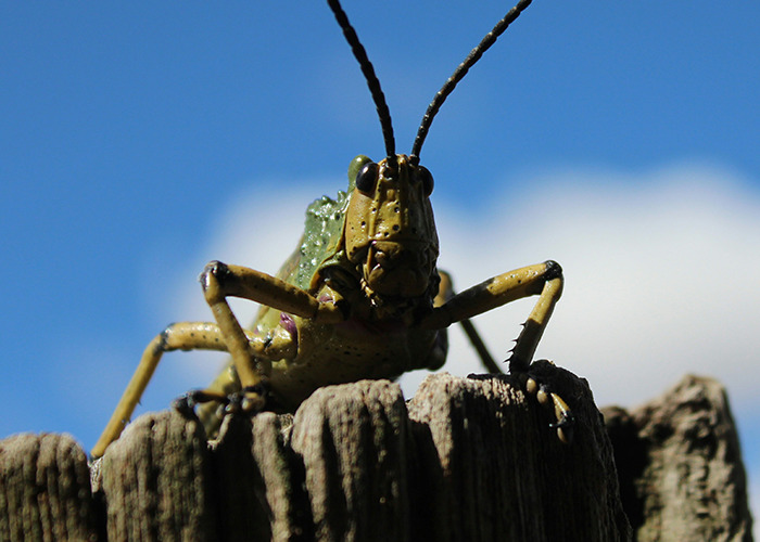 Grasshopper close-up against blue sky, showcasing unusual and unsettling insect details.