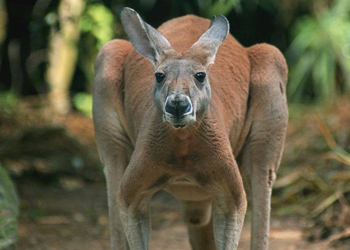 Kangaroo standing alert in a natural setting, showcasing its muscular build and attentive gaze. Unusual and unsettling facts.