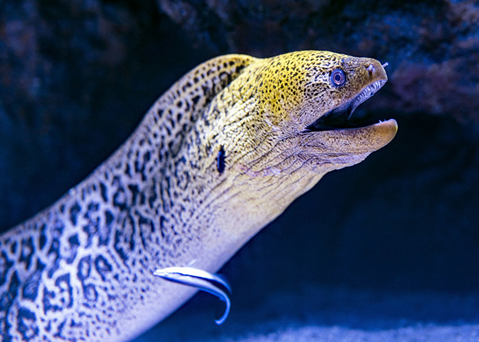 Moray eel with open mouth in underwater setting, showcasing unusual and unsettling marine life.