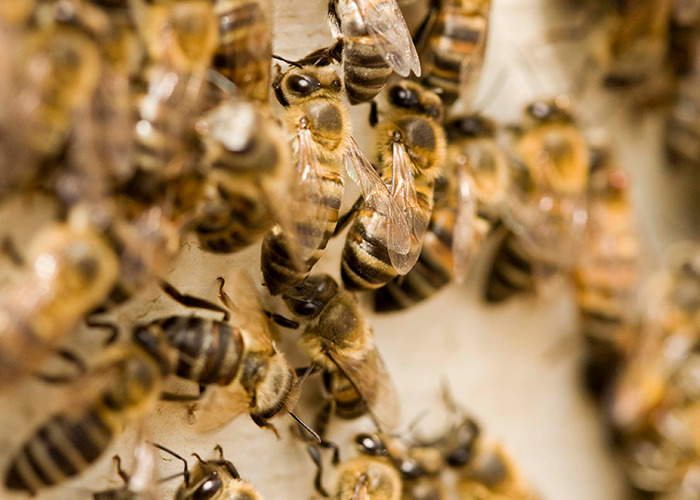 Close-up of bees on a hive, illustrating an unusual and unsettling fact about insects.