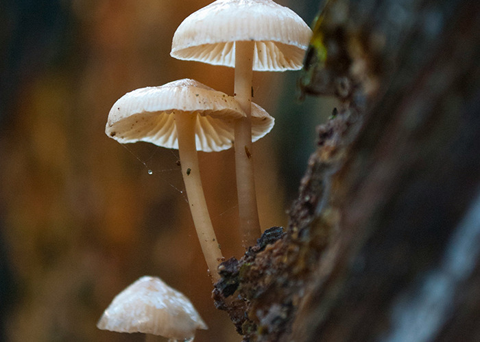 Mushrooms growing on a tree, highlighting unusual and unsettling facts in nature.