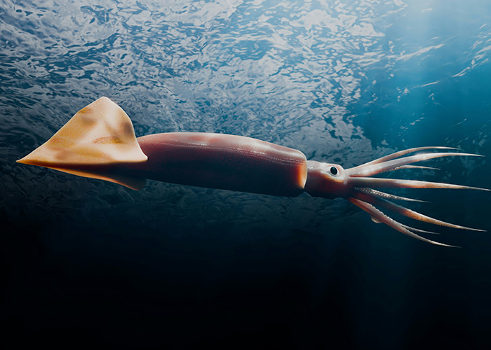 Giant squid swimming in deep ocean water, highlighting unusual and unsettling facts.