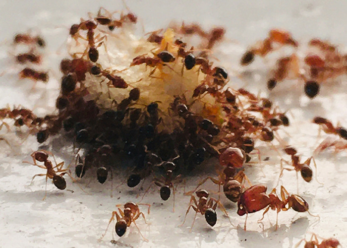 Ants swarming over a piece of food, illustrating unusual and unsettling facts about insect behavior.