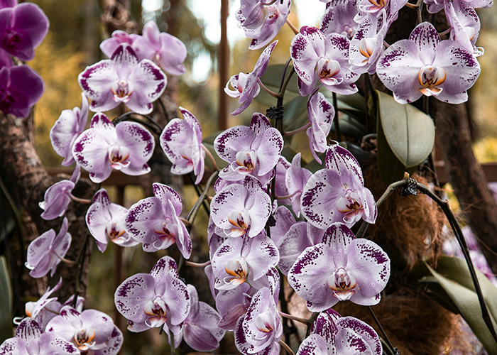 Purple orchids blooming in natural setting, illustrating unusual and unsettling facts shared by influencer.