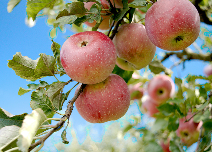 Apples hanging on a branch against a blue sky, reflecting unusual and unsettling facts about nature.